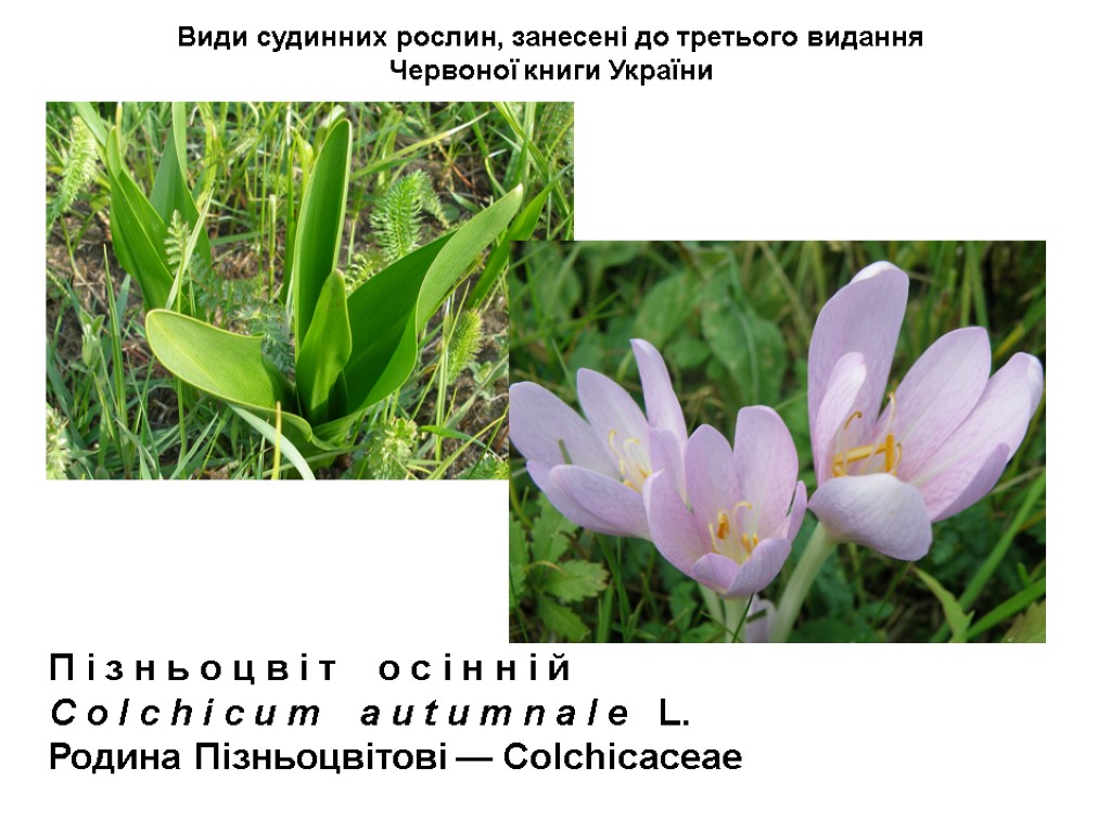 Види судинних рослин, занесені до третього видання Червоної книги України П і з н